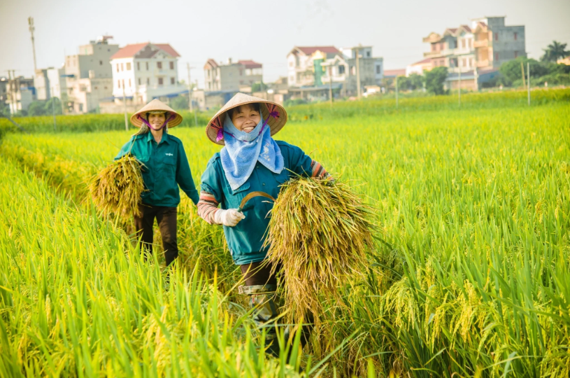 Hoàn thiện quy định xây dựng nông thôn mới giai đoạn 2026-2030